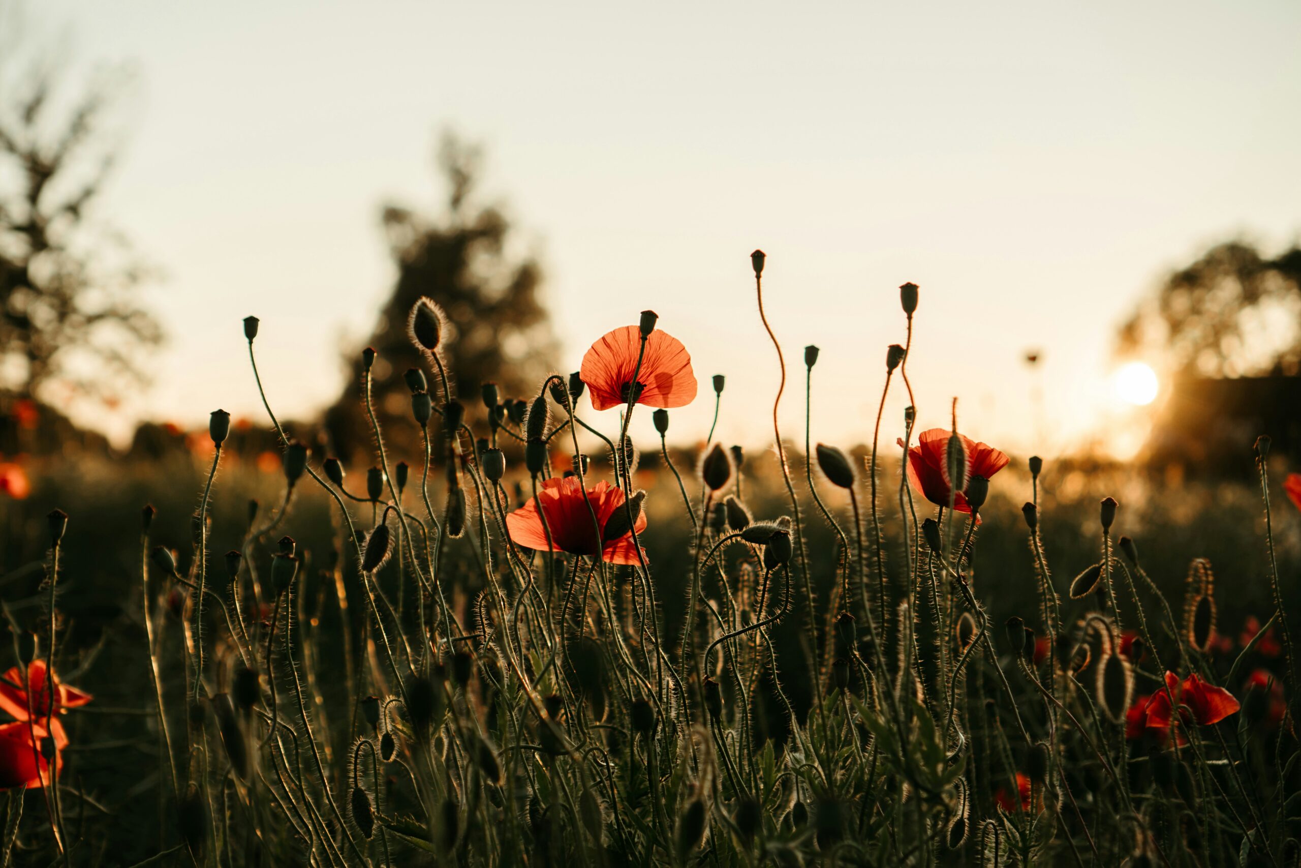 polina-kuzovkova-5diucAUJnPk-unsplash